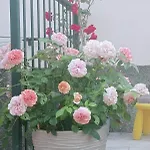Casa L'unicorno Con Giardino Privato Levanto