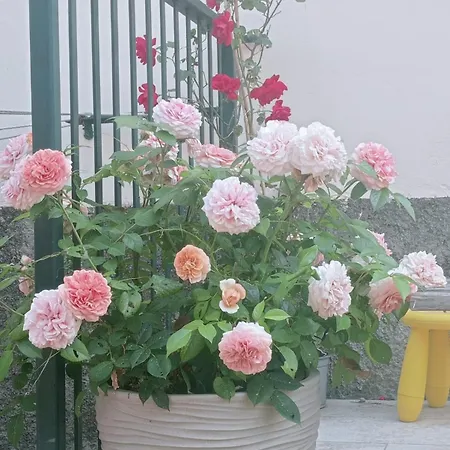 Casa L'unicorno Con Giardino Privato 레반토