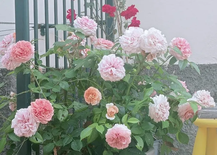 Casa L'unicorno Con Giardino Privato Levanto